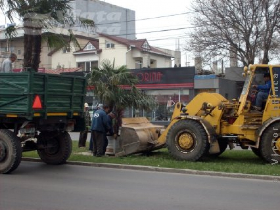 Se întorc palmierii!