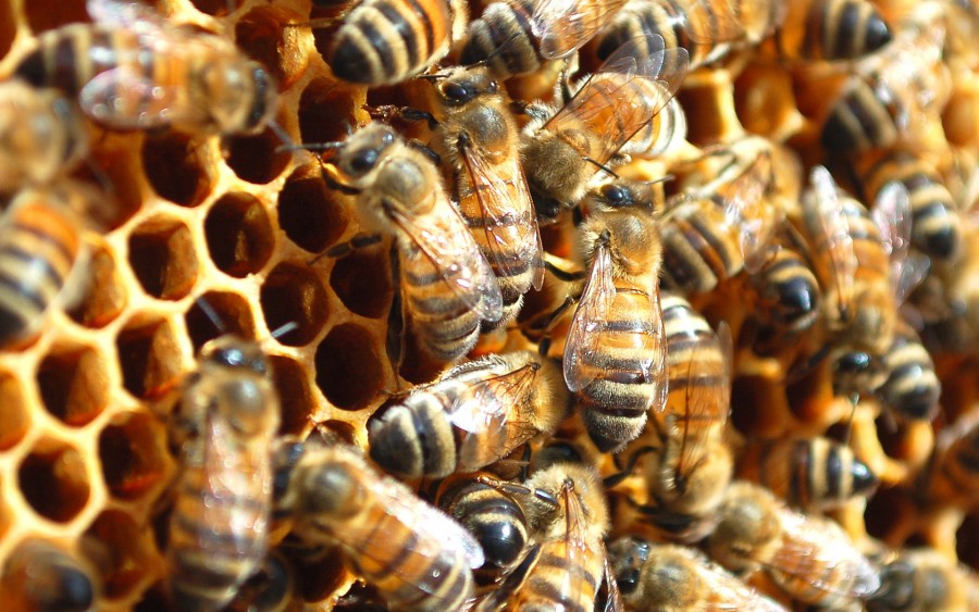 SPRIJIN FINANCIAR/ BANI pentru apicultorii PĂGUBIŢI