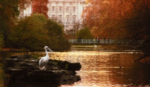 ITINERARII/ Parcurile regale ale Londrei - oaze de linişte