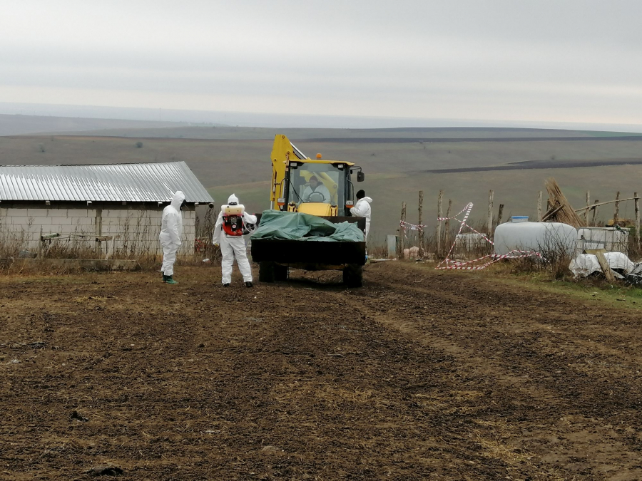 PERICOL pentru sănătatea animalelor din judeţul Galați. Măsuri întârziate pentru două focare de pestă porcină