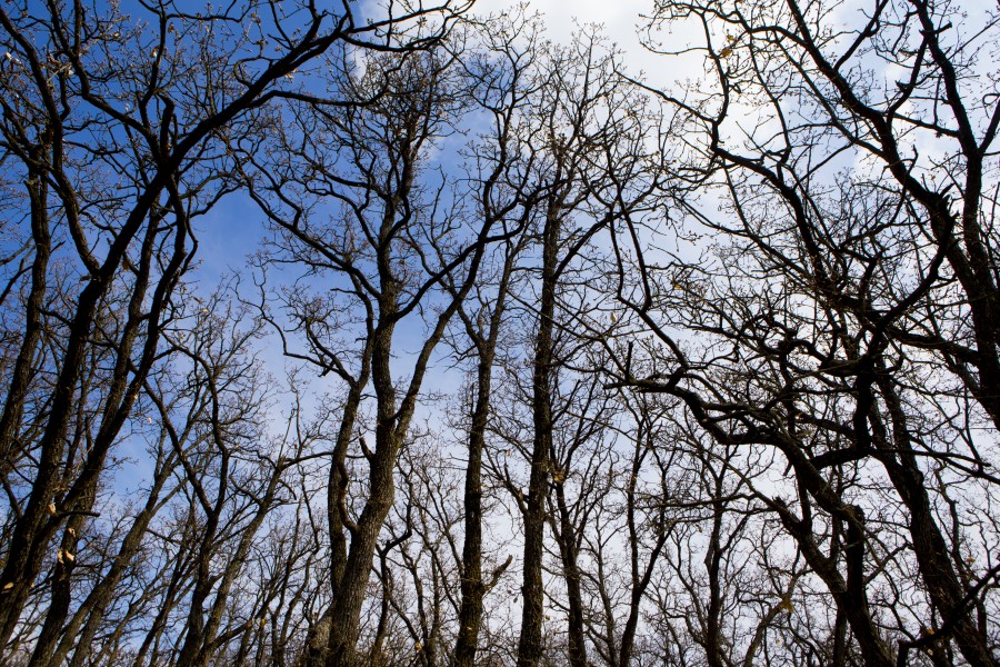 Planul de împădurire al Direcţiei Silvice: Galaţiul va avea 69 de hectare de pădure nouă