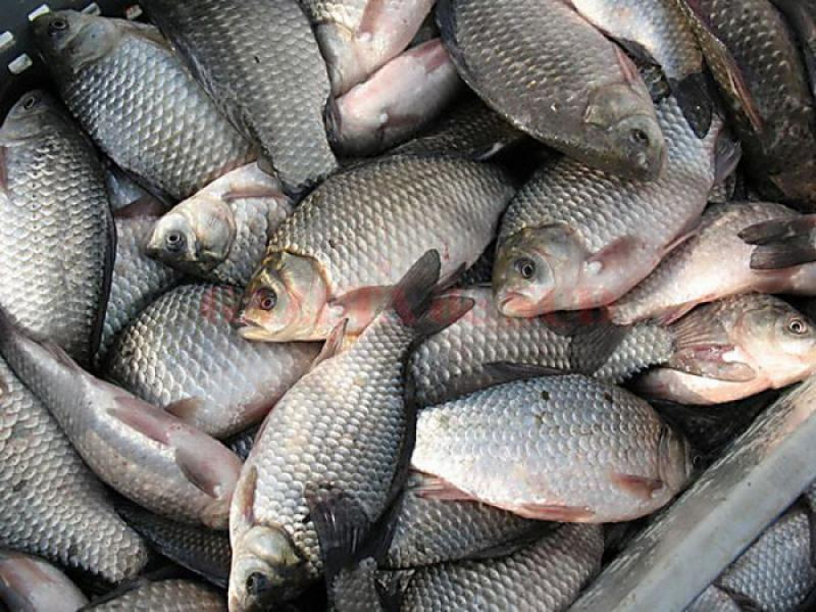 Aproximativ 2.400 de kg de pește comercializat fără acte de proveniență