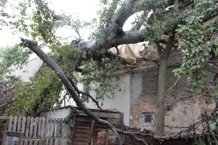 SESIZEAZĂ CITITORII „Vieţii libere” | Un copac căzut a avariat o casă