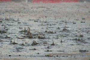 AVERTIZARE METEO Din această după-amiază, ploi şi vijelii!