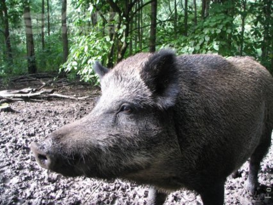 Invazia mistreţilor în judeţul Galaţi