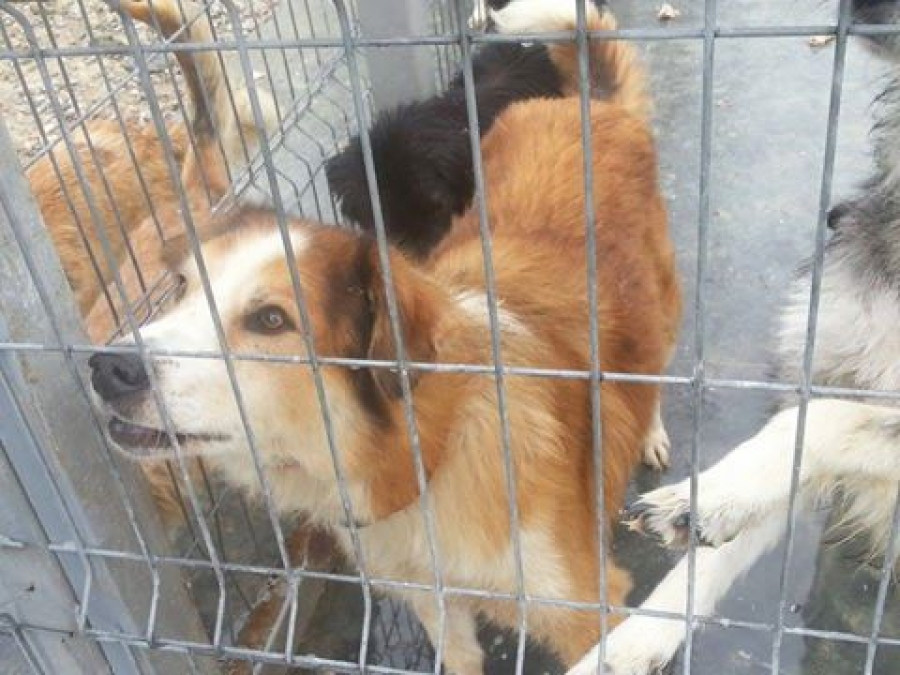 Cum puteţi adopta un câine fără stăpân