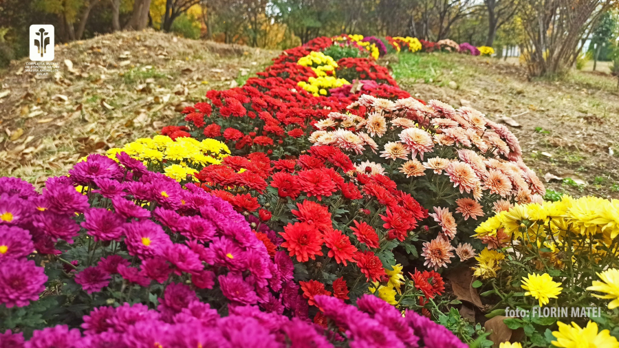 "Crizantema, regina toamnei", o expoziţie vie la Grădina Botanică