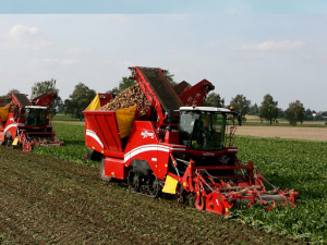 Fonduri europene pentru cultivatorii de sfeclă de zahăr