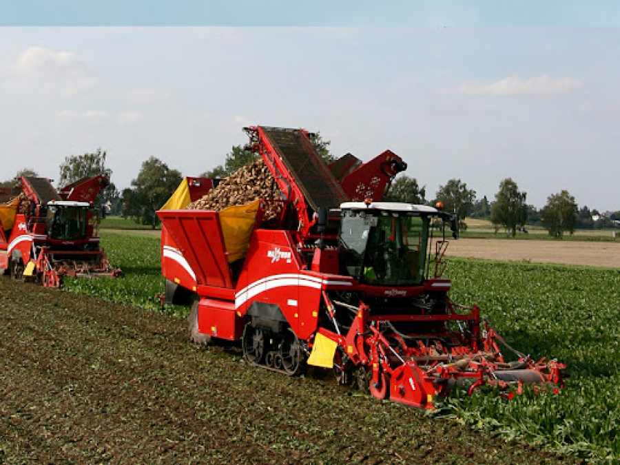 Fonduri europene pentru cultivatorii de sfeclă de zahăr