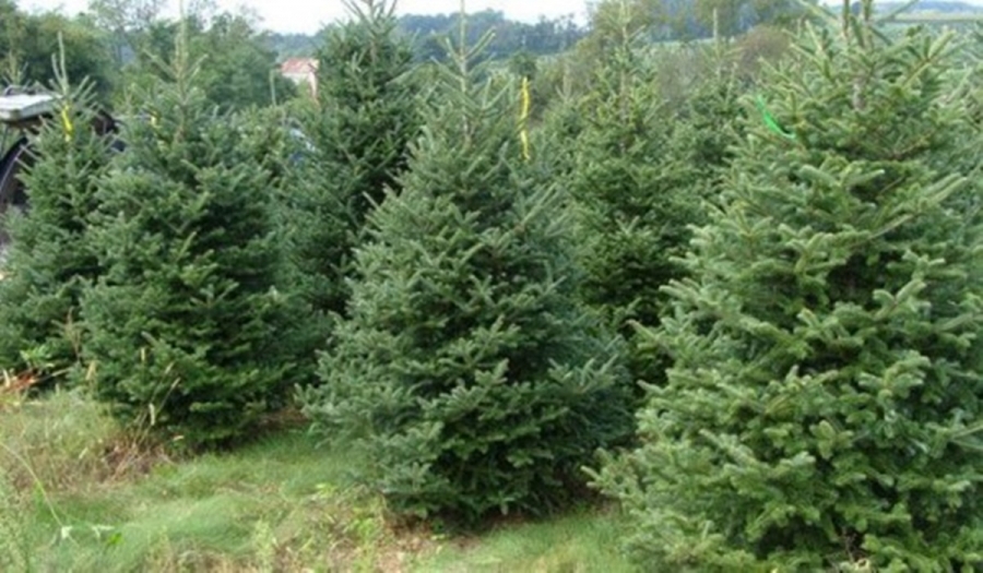 Romsilva iese pe piaţă | 61.000 de pomi de Crăciun, puşi în vânzare