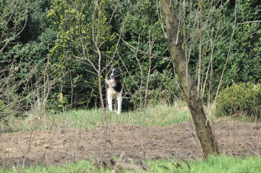 Consiliera preşedintelui Bacalbaşa a interzis Ecosal să ridice maidanezii din Grădina Botanică