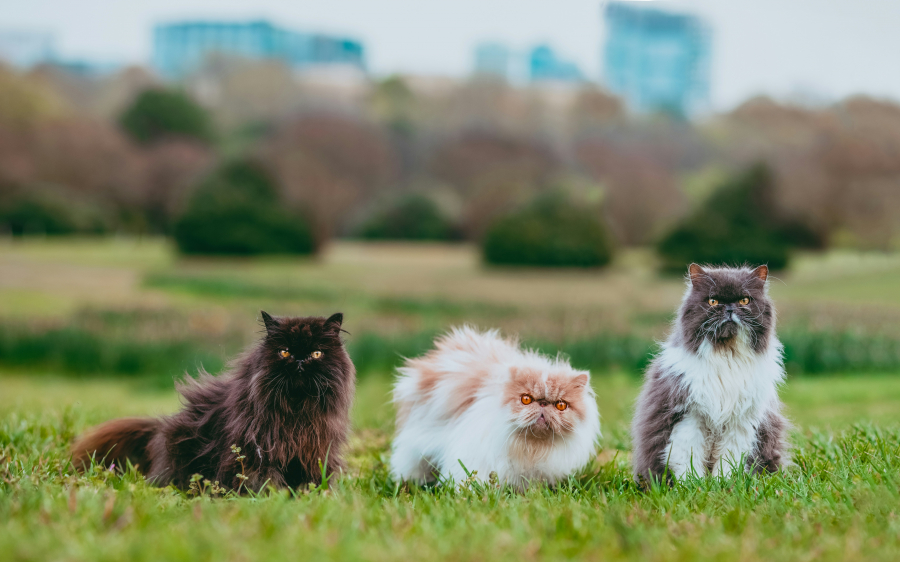Cât este normal să năpârlească animalele de companie