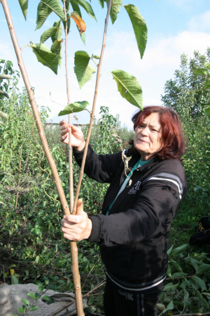 Inginera Dragostina Brăilescu: ”Sperăm să mai salvăm 20 la sută din producţia de mere!”