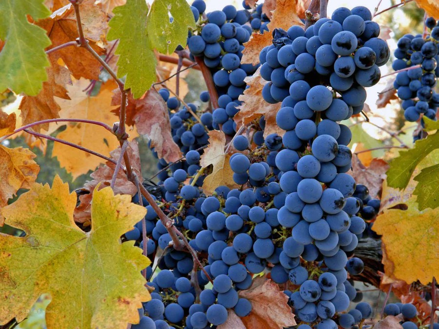 Campania VL "Moartea vinului"/ Curajul unui nou început: Renaşterea Merlot-ului de Oancea