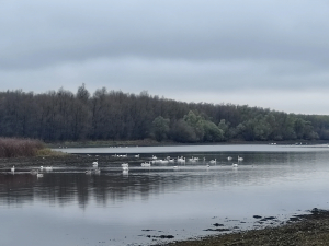 Consiliul Judeţean Galaţi ar putea deveni partener pentru „Via Dobrogeana”