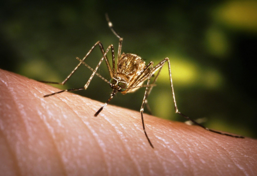 Cum putem să scăpăm de ţânțari
