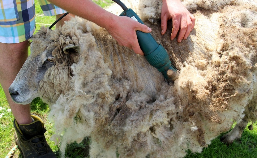 Peste 200 tone de lână de oaie, colectate în Galaţi