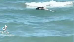 Un delfin mort a fost filmat în timp ce plutea în mare, la Mamaia, printre turiștii care înotau