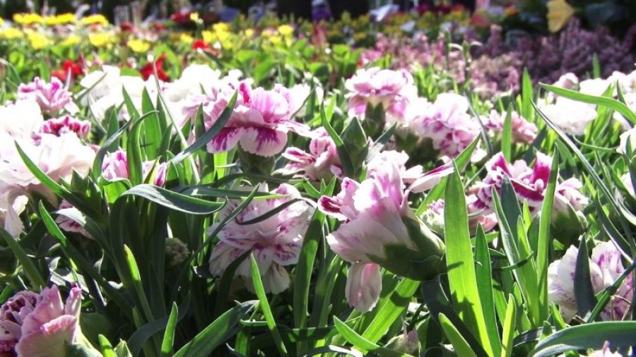 Gălăţean prins furând flori din cimitir