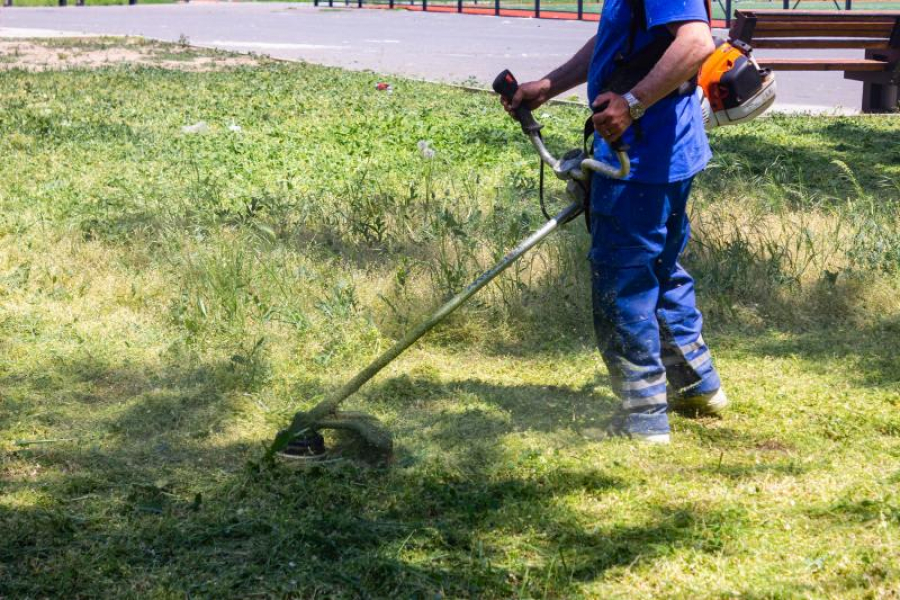 Are cine să ne scape de buruieni! Au sosit bengalezii