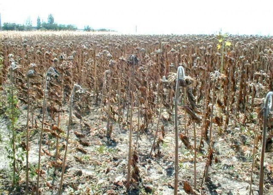 Seceta a afectat peste 83% din culturile agricole