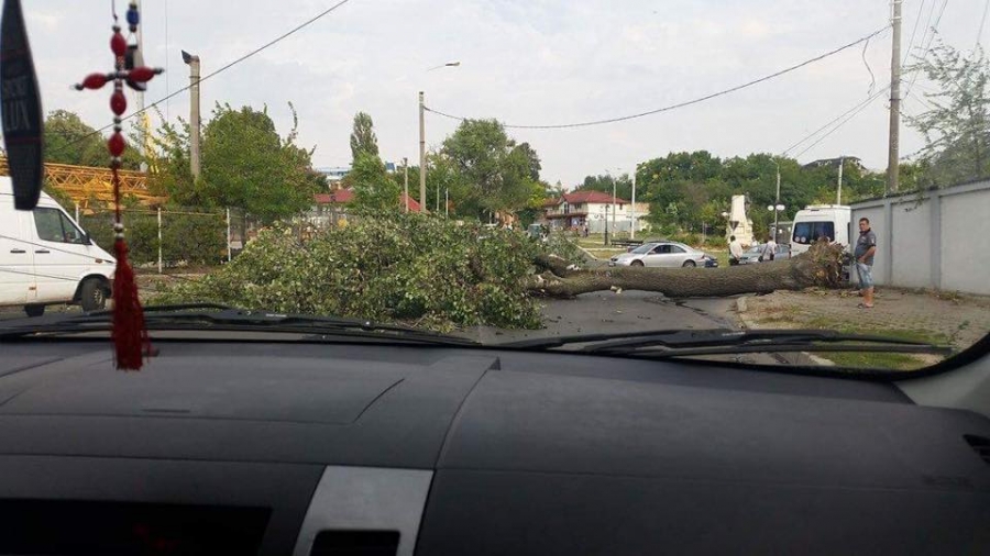 TRAFIC ÎNGREUNAT pe strada Ana Ipătescu, din cauza unui COPAC RUPT