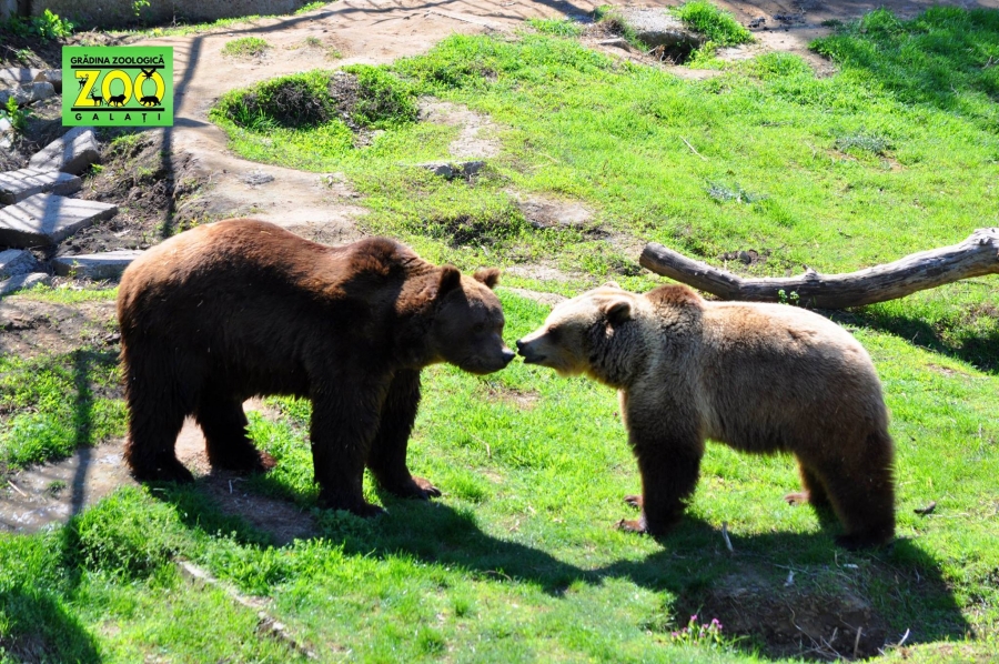 La Zoo este închis, de Paşti | În ce zile să nu mergi la Grădina Zoologică