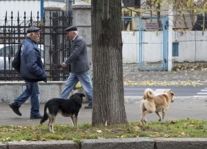 Sute de gălăţeni au fost MUŞCAŢI de CÂINI, în primele nouă luni ale anului 2015