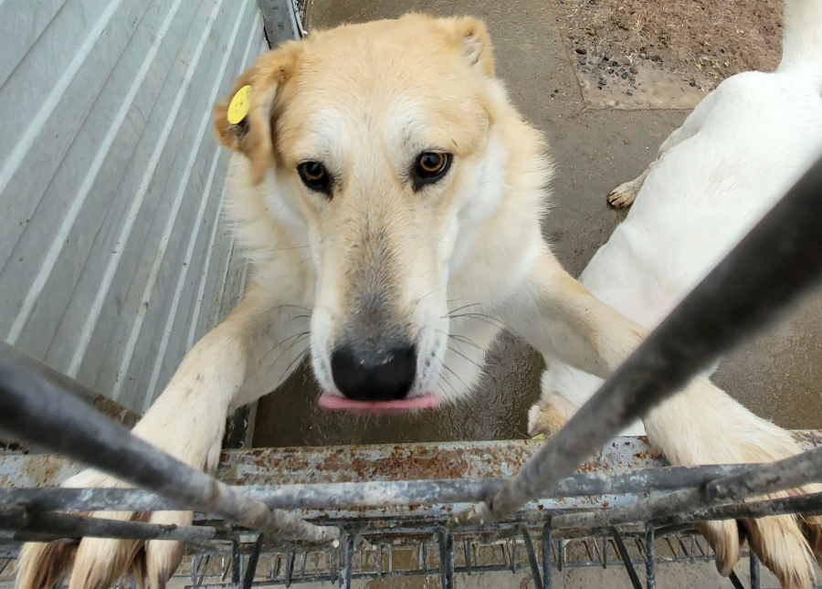 Gălăţenii care au adoptat câini de la Ecosal, verificaţi de Poliţia Locală