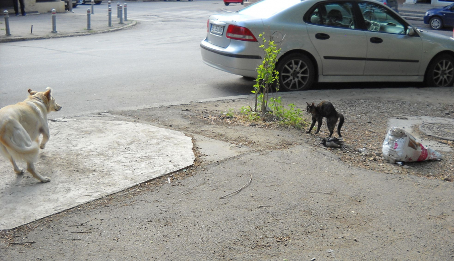 Război pe strada Roşiori din Galați