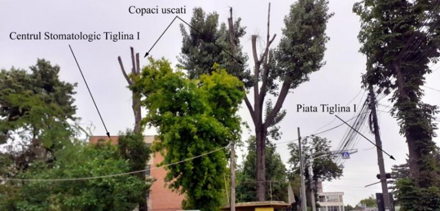 Arborii uscaţi, pericole publice