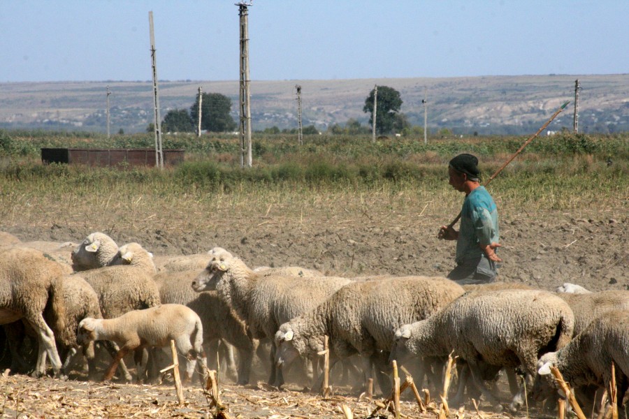 Condamnarea ciobanilor din Scânteieşti a scos la iveală o nouă crimă