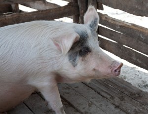 Din coteţe, direct la abator: Ne putem vinde porcii din gospodării  