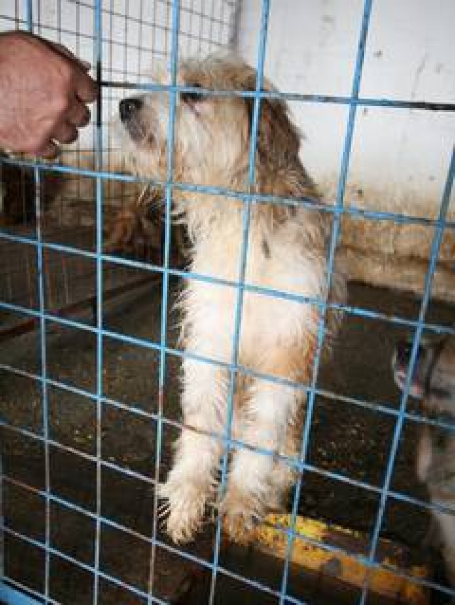 Iubirea de MAIDANEZI/ NICIUN CÂINE adoptat la distanţă!