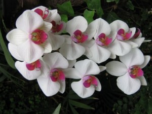Schimbare totală: Orhidee albe şi mobilier nou la Primărie