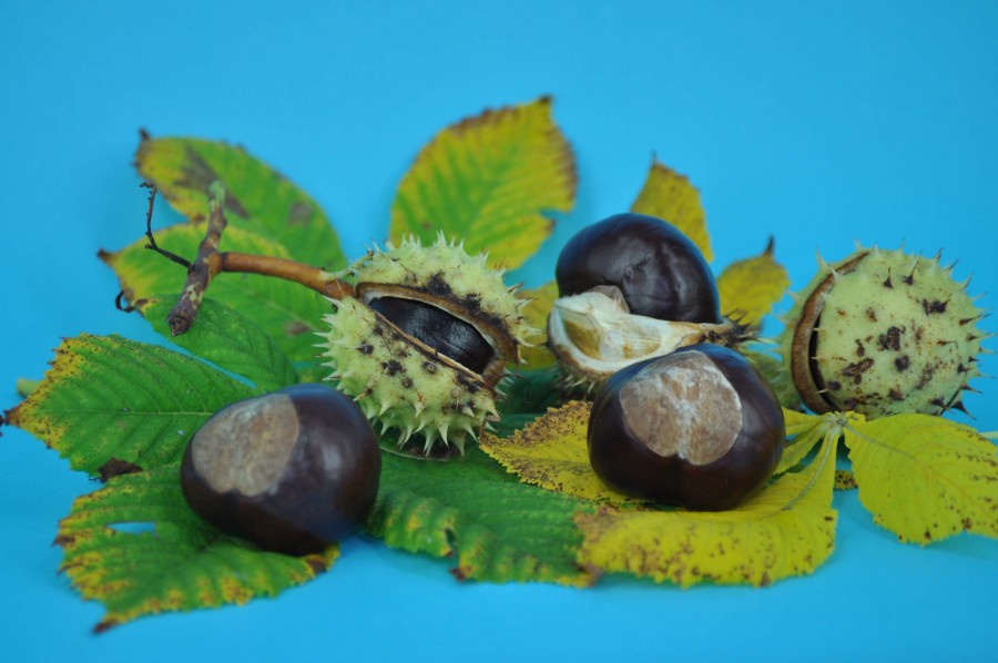 O nouă expoziţie la Grădina Botanică: „Fructe şi seminţe, roadele pământului”