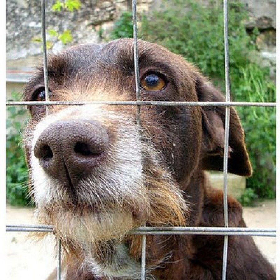 Lege neconstituţională: Câinii comunitari nu vor fi eutanasiaţi