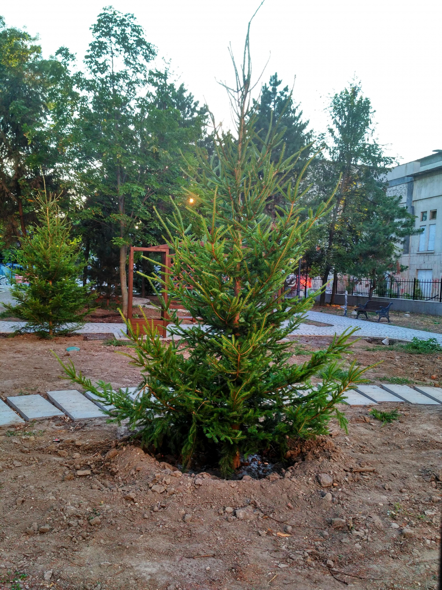 Plantări de arbori şi arbuşti în Parcul Eminescu (FOTO)