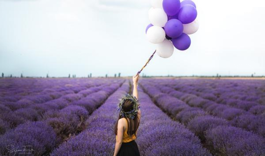 Cultivatorii de lavandă aduc lanurile cu flori în oraş (FOTO)