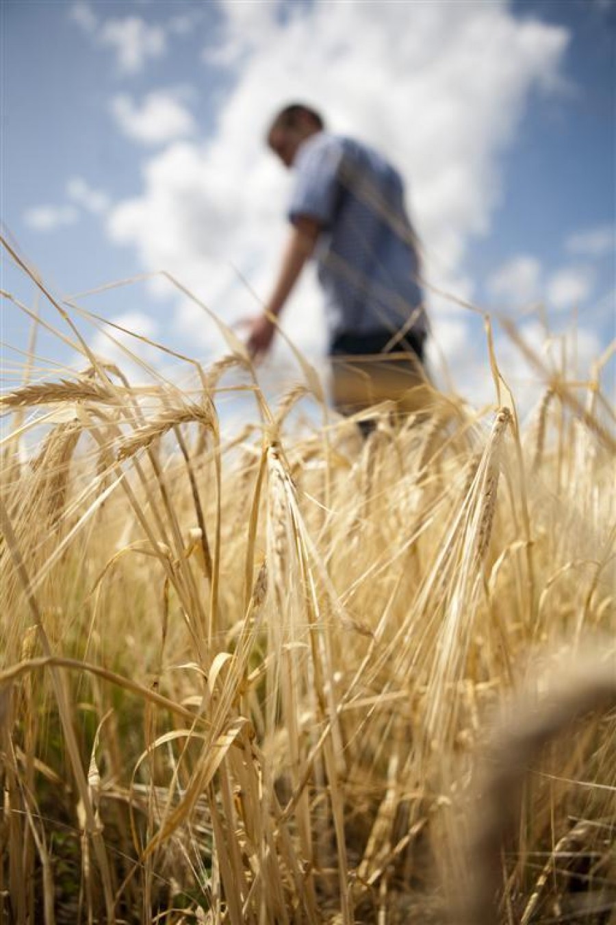 Agricultura gălăţeană, de la agonie la extaz. Să vină un an îmbelşugat!