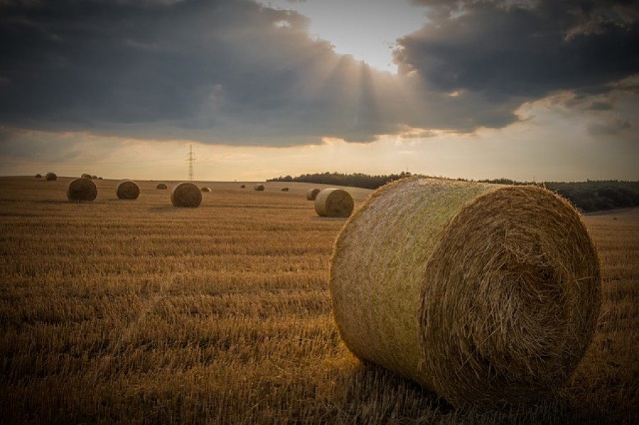 Calendar rural: Târguri şi evenimente agricole