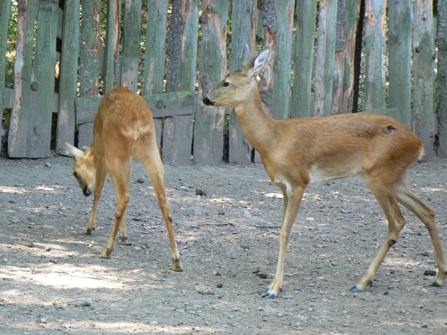 PARC ZOO ILEGAL, descoperit în judeţul Galaţi (VIDEO)