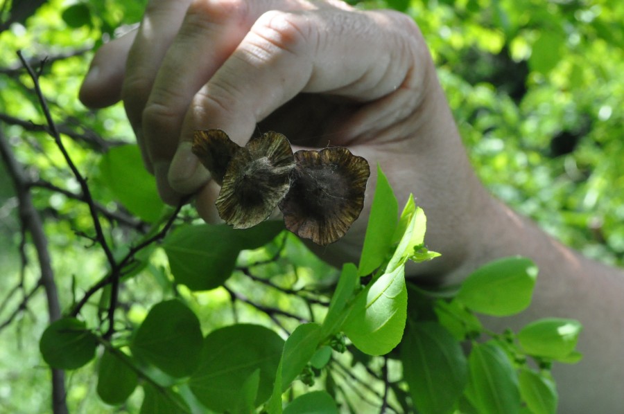 Curiozităţi la Grădina Botanică/ Planta din care s-a făcut cununa de spini pentru Iisus