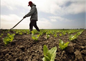Viaţa în agricultură: Salarii mici şi muncă multă  