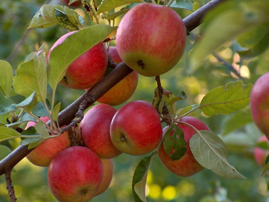 Mai multe staţiuni de cercetare agricolă, în prag de desfiinţare