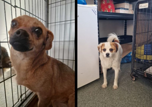 Au supravieţuit pe stradă, iar acum &icirc;şi caută familii.Şcoala iubitorilor de animale