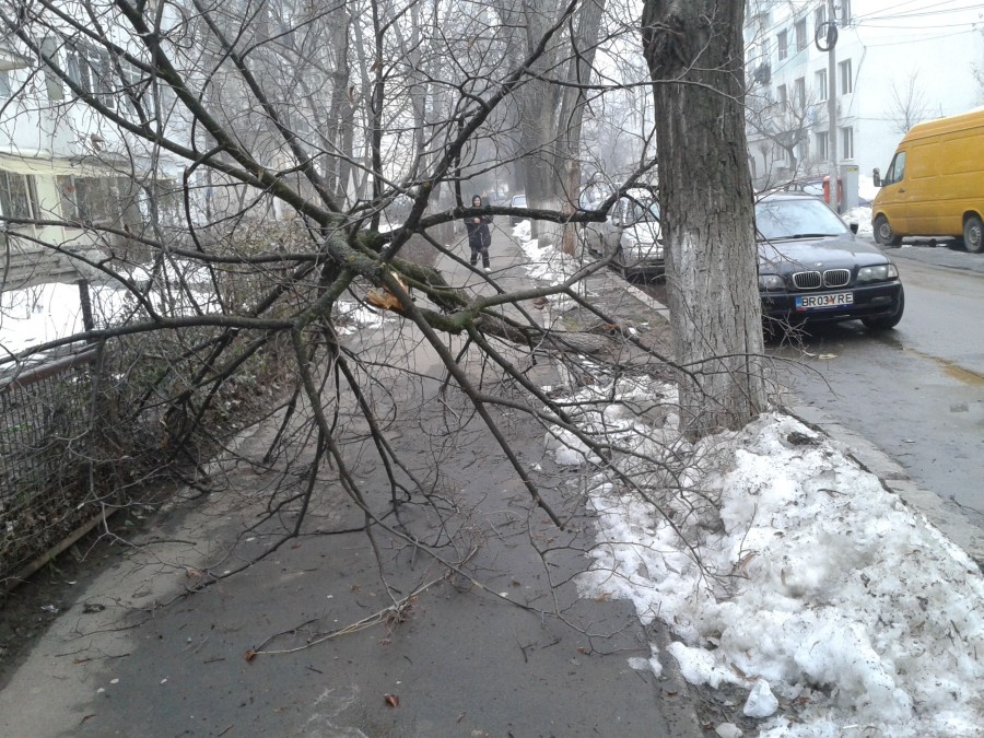 TROTUAR BLOCAT în Micro 19 de un ARBORE CĂZUT