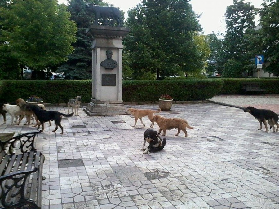 Salvaţi de Ecosal/ Primăria, ÎNCOLŢITĂ de maidanezi