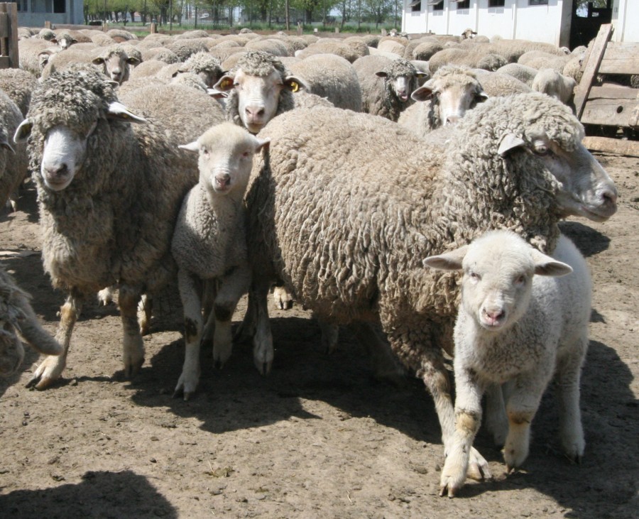 Producem lână multă, dar o dăm pe Apa Sâmbetei