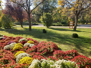 Crizantemele fac încă spectacol la Grădina Botanică (foto)